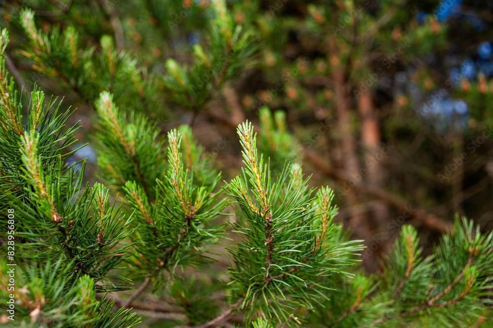 coniferous trees on blue sky background coniferous trees on blue sky background