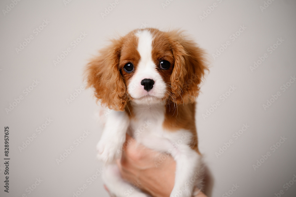 Cute Cavalier King Charles Spaniel puppy in female hands, close-up. Postcard. Concept of caring for animals, love for pet, advertising products for dogs, pet food