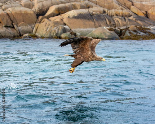 eagle flying over the water with fish