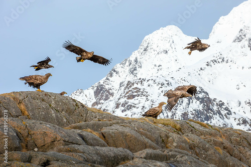sea eagles on a island in the Lofoten