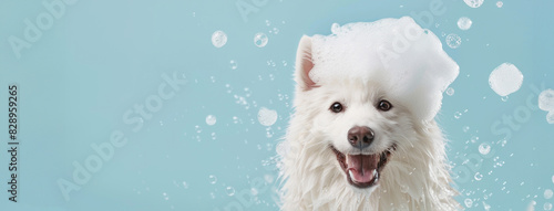 A happy Samoyed dog covered in soap bubble foam, enjoying a bath. Banner with copy space on blue background photo