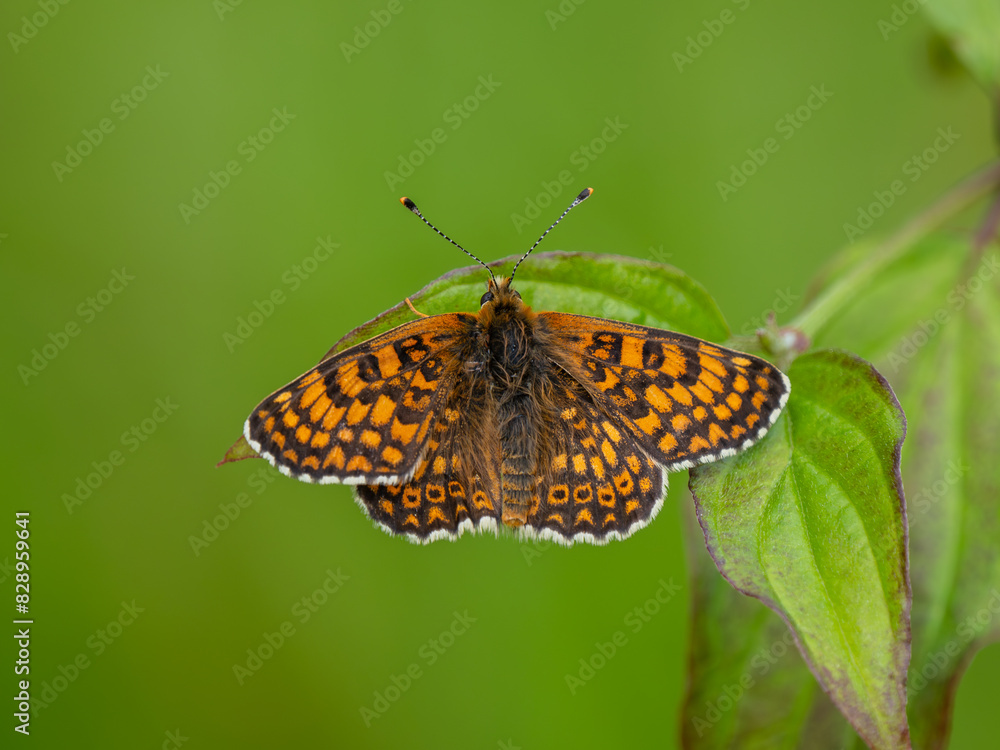 Obraz premium Glanville Fritillary Resting With its Wings Open
