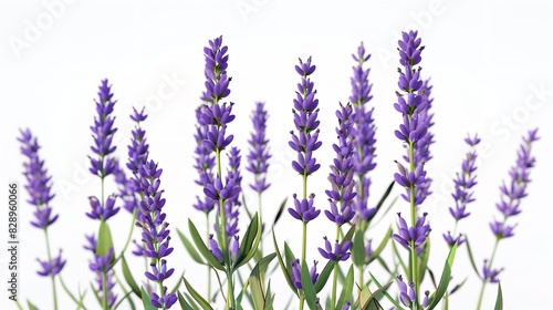 Beautiful Lavender Flowers on White Background 