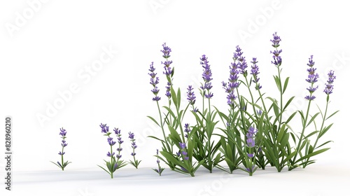 Beautiful Lavender Flowers on White Background 