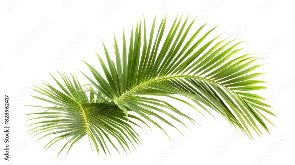 Coconut Leaves. Green Palm Tree Leaf Isolated on White Background, Tropical Plant Nature Coconut Leaves. Green Palm Tree Leaf Isolated on White Background, Tropical Plant Nature