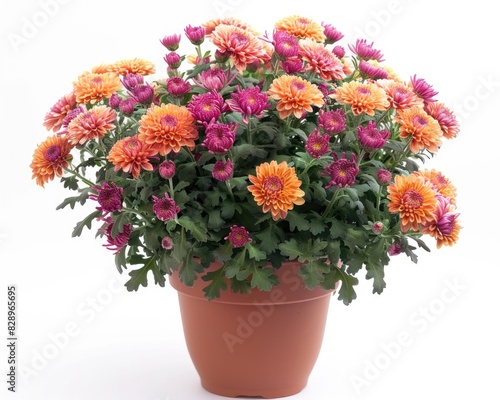 Wallpaper Mural Mum Plant. Beautiful Studio Shot of Potted Chrysanthemum Flower Isolated on White Background Torontodigital.ca