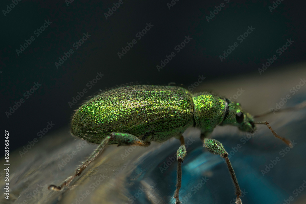 Naklejka premium Artistic close ups of a common bug/beetle which is found in almost all regions of the world. Nice Color, extreme Green.