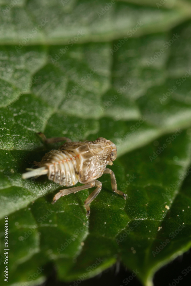 Artistic close ups of a common bug/beetle which is found in almost all regions of the world. Nice Color, extreme Green. Artistic close ups of a common bug/beetle which is found in almost all regions of the world. Nice Color, extreme Green.