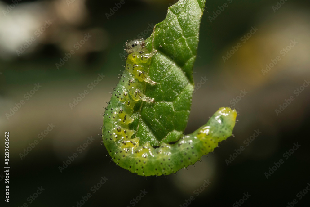 Beautiful shot of a green caterpillar. What could it become, a moth or a butterfly? Beautiful shot of a green caterpillar. What could it become, a moth or a butterfly?