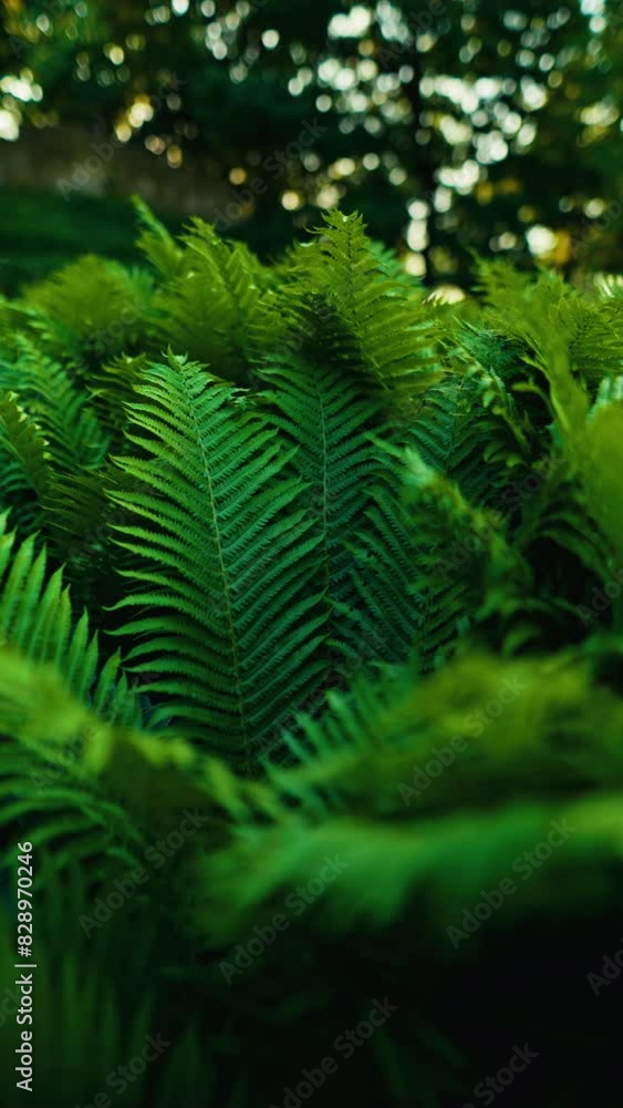 Verdant ferns in a wooded area display the beauty of nature and lush forest foliage Verdant ferns in a wooded area display the beauty of nature and lush forest foliage