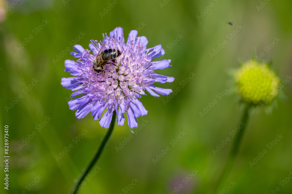 Acker-Witwenblume mit einer Biene beim Nektar sammeln Acker-Witwenblume mit einer Biene beim Nektar sammeln