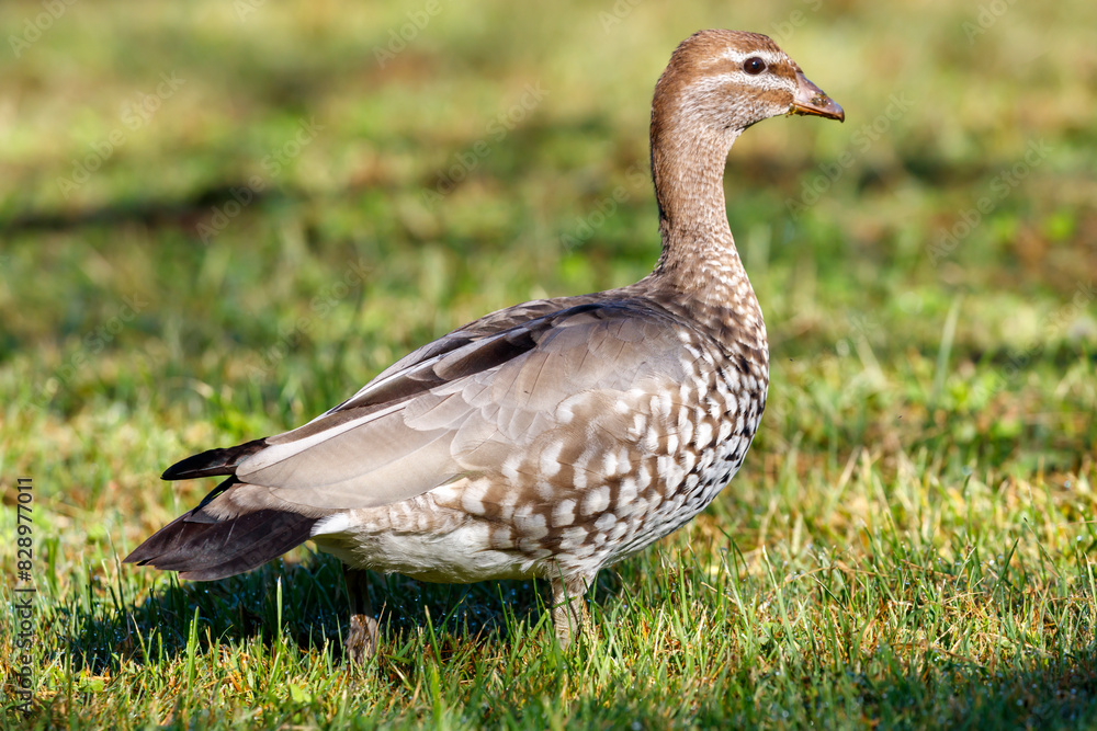 Photograph of an Australian Wood Duck eating grass in a large grassy field in the Blue Mountains in NSW, Australia. Photograph of an Australian Wood Duck eating grass in a large grassy field in the Blue Mountains in NSW, Australia.