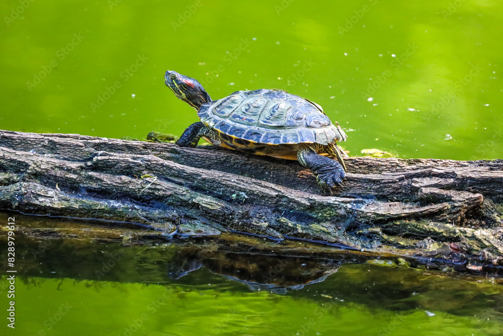 Obraz premium Red-Eared Slider Turtle on the Pond