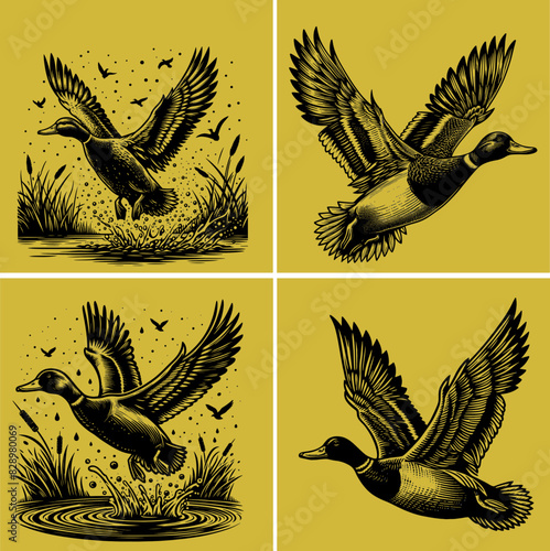 Vector set of flying and landing with water droplets around it wild ducks Silhouettes set