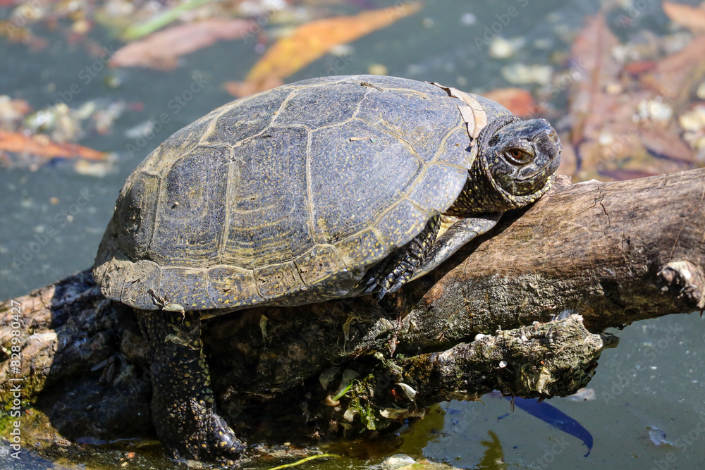 European Pond Turtle on the Pond European Pond Turtle on the Pond