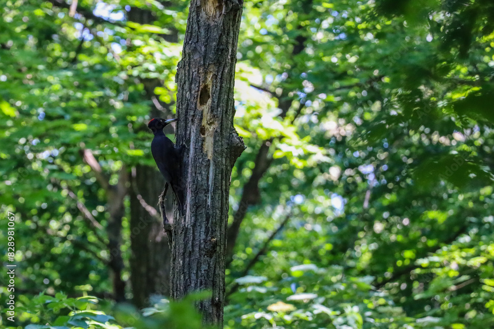Black Woodpecker (Dryocopus martius) on a Tree Black Woodpecker (Dryocopus martius) on a Tree
