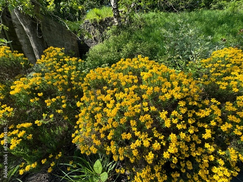 Flowering yellow bushes, set against greenery, by the roadside near Park Road in, Rawtenstall, Lancashire, UK photo