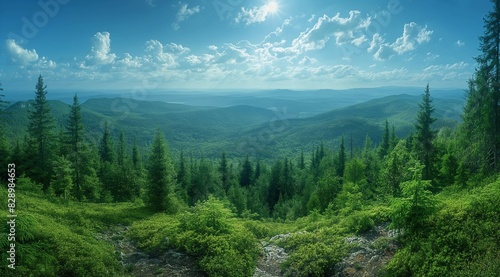 Panorama of green forest landscape with trees  trunks 