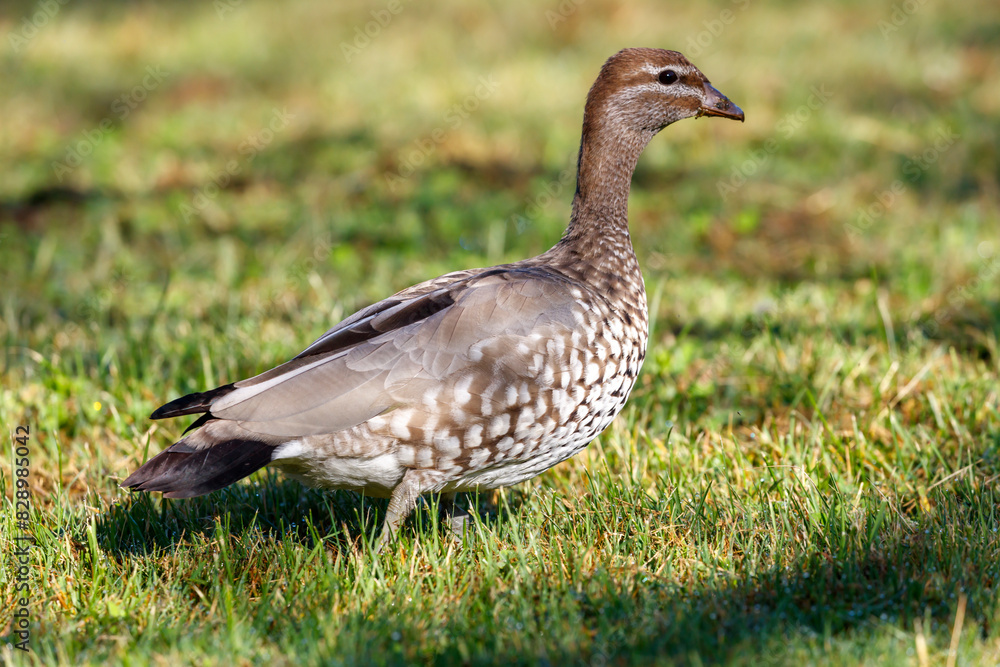 Photograph of an Australian Wood Duck eating grass in a large grassy field in the Blue Mountains in NSW, Australia. Photograph of an Australian Wood Duck eating grass in a large grassy field in the Blue Mountains in NSW, Australia.