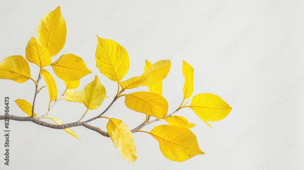 Yellow leaves of a bodhi tree against a white backdrop with a defined outline Yellow leaves of a bodhi tree against a white backdrop with a defined outline