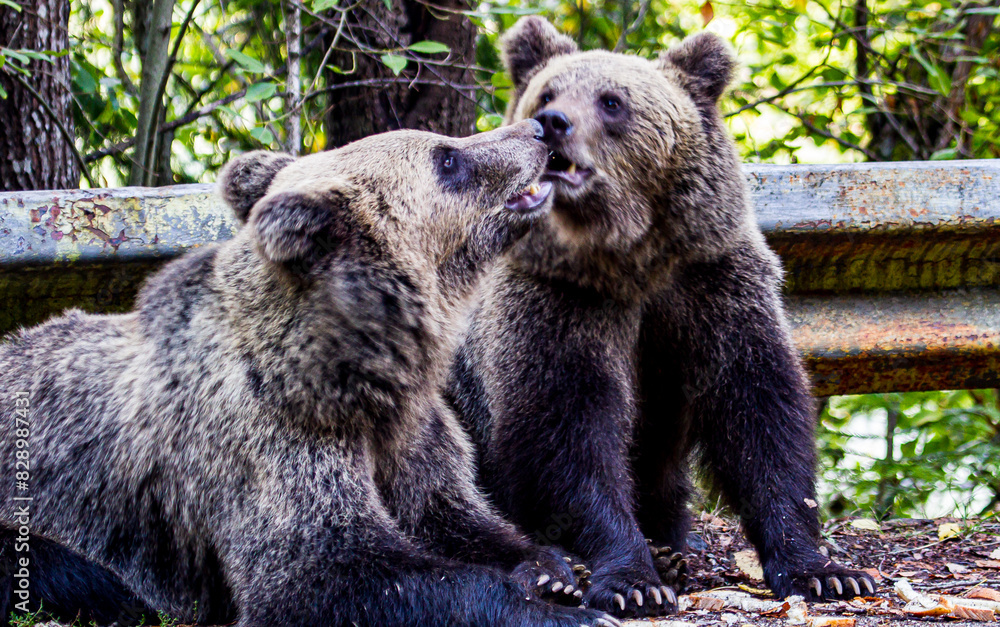 Bear cubs on the Transfagarasan in Romania Bear cubs on the Transfagarasan in Romania