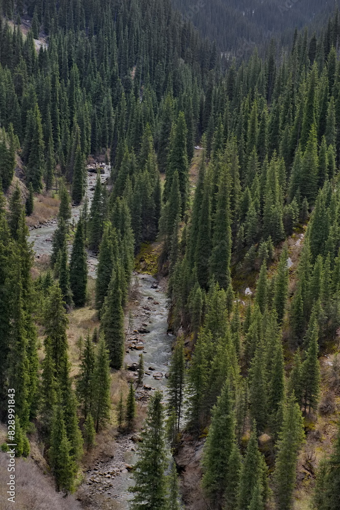 Kyrgyzstan, the eastern shore of Lake Issyk-Kul. The mountains overgrown with fir trees in the valley of the Arashan River. Kyrgyzstan, the eastern shore of Lake Issyk-Kul. The mountains overgrown with fir trees in the valley of the Arashan River.