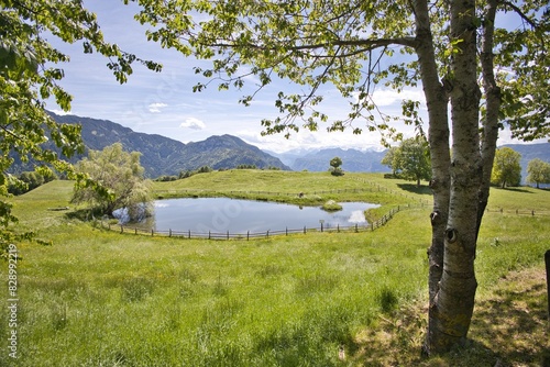 Lago di montagna con albero  e prato panorama a trodena photo