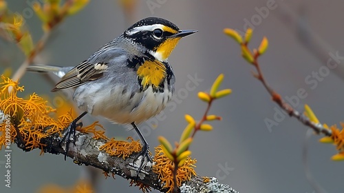 adult male Goldencheeked Warbler Setophaga chrysoparia with bright yellow cheeks and black and white plumage native to the United States North America photo