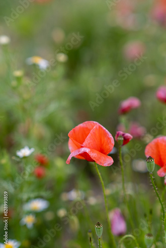 Obraz na płótnie Field of red poppies in bright evening light. Poppies in the field at sunset. w salonie