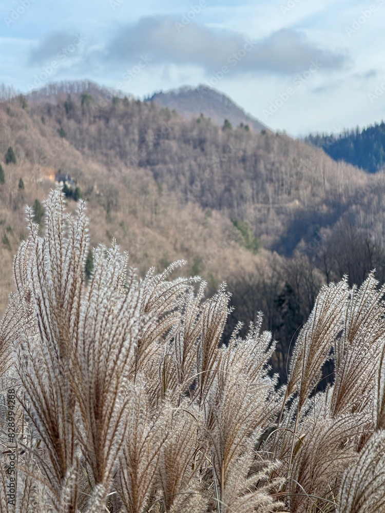 Fototapeta premium Frozen ears of grass against the background of mountains.