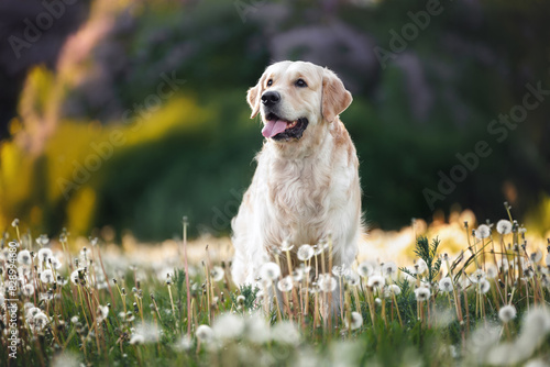 Fototapeta Naklejka Na Ścianę i Meble -  happy golden retriever dog posing on a field of white dandelions in summer