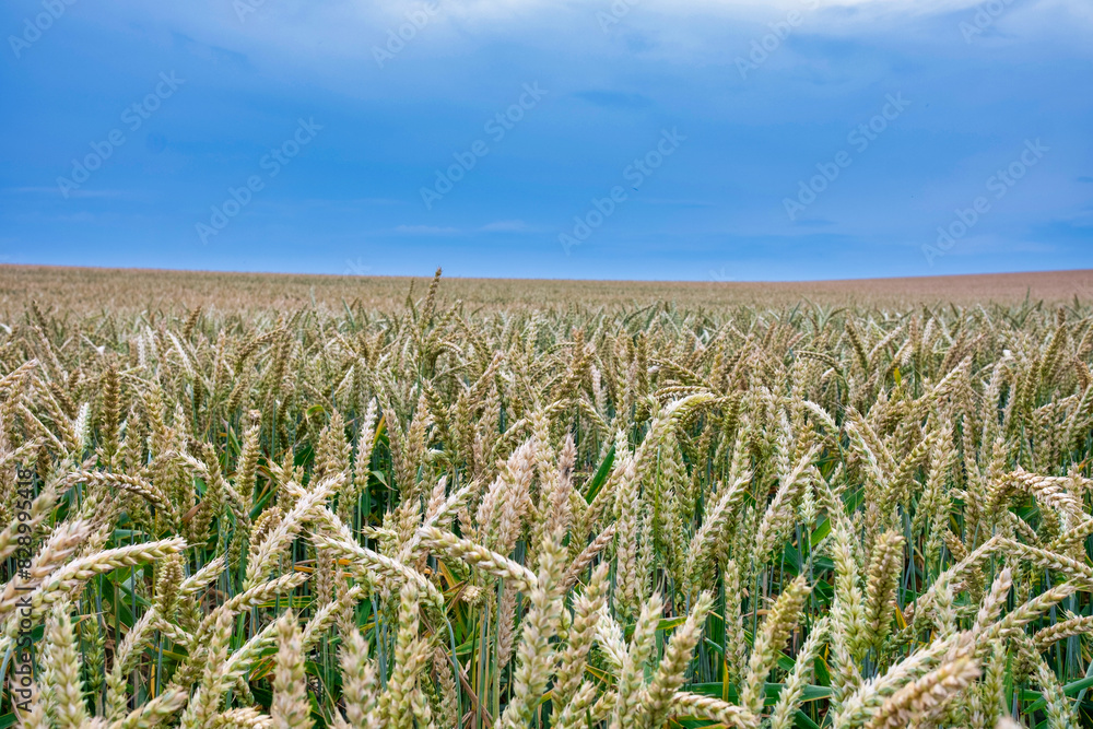 Juicy fresh ears of young green wheat on nature in spring summer field close-up of macro. Green Wheat field blowing in the rural Indian fields. Germany.
