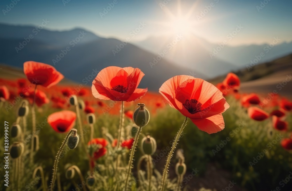 Fototapeta premium Red flowers of poppies in the field in the rays of the sun, sunset. The cinematic effect.