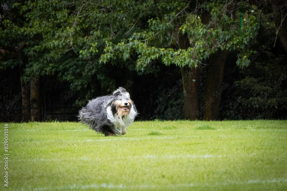 Active bearded collie running on grass Active bearded collie running on grass