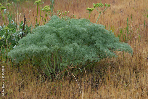 Closeup on a Pungent Desert Parsley wildflower, Lomatium papilioniferum at Columbia river gorge, Oregon photo