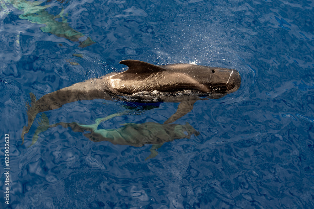 Obraz premium Ballena Piloto (Rorcual)