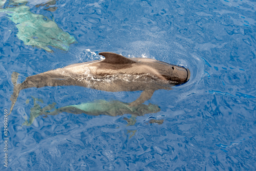 Fototapeta premium Ballena Piloto (Rorcual)