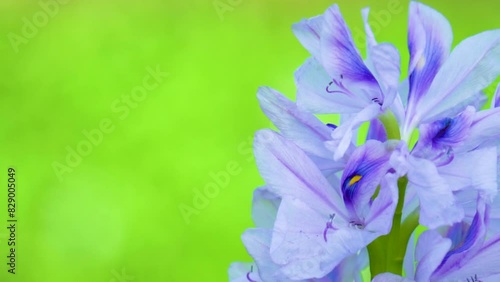 Common Water Hyacinths are bloom in a pond.Detailed view of a common green water hyacinths on the lake bank.Pontederia crassipes(formerly Eichhornia crassipes),commonly known as common water hyacinths photo
