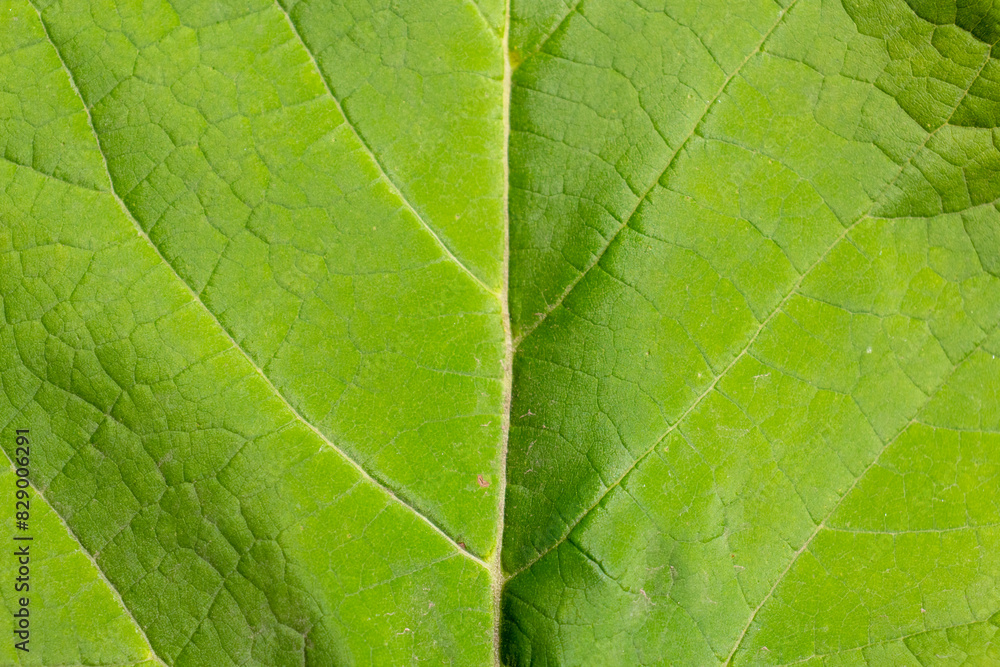 Close-up top view of green textured populus tree (birch, aspen or cottonwood) leaf surface. Soft focus. Copy space foryour text. Beauty in nature theme. Close-up top view of green textured populus tree (birch, aspen or cottonwood) leaf surface. Soft focus. Copy space foryour text. Beauty in nature theme.