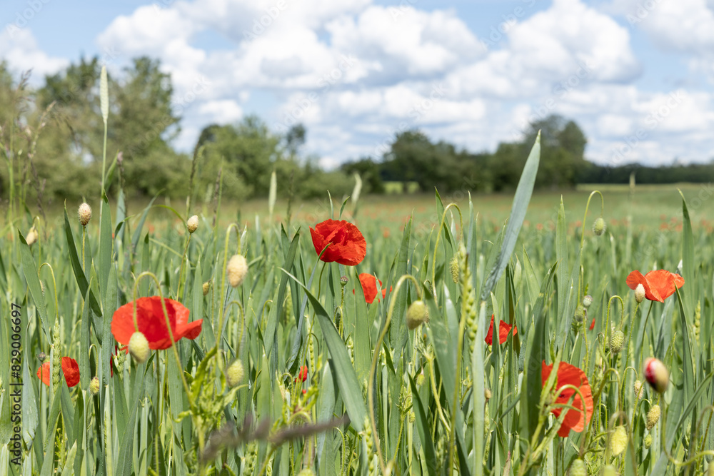 Fototapeta premium blühender Klatschmohn auf Mohnfeld