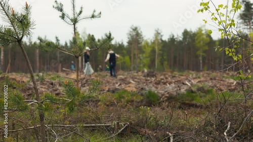 Volunteers Promote Sustainability by Replanting Trees in a Cleared Forest photo