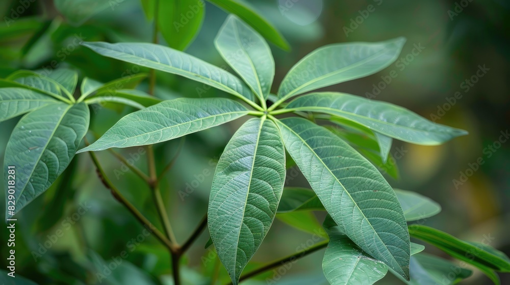 Garden or Leaves of the Cassava Plant Garden or Leaves of the Cassava Plant