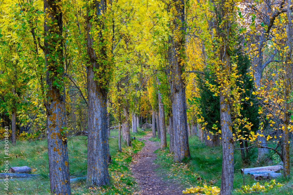 Fototapeta premium Bosque en otoño