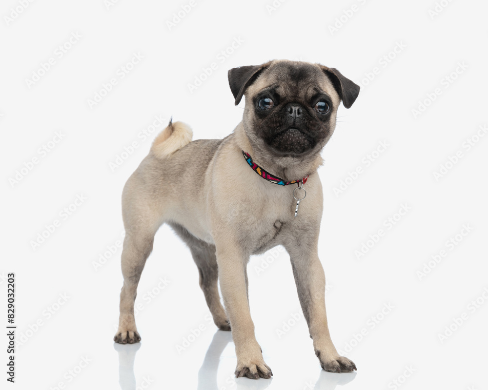 adorable little pug dog with collar looking at camera and standing adorable little pug dog with collar looking at camera and standing