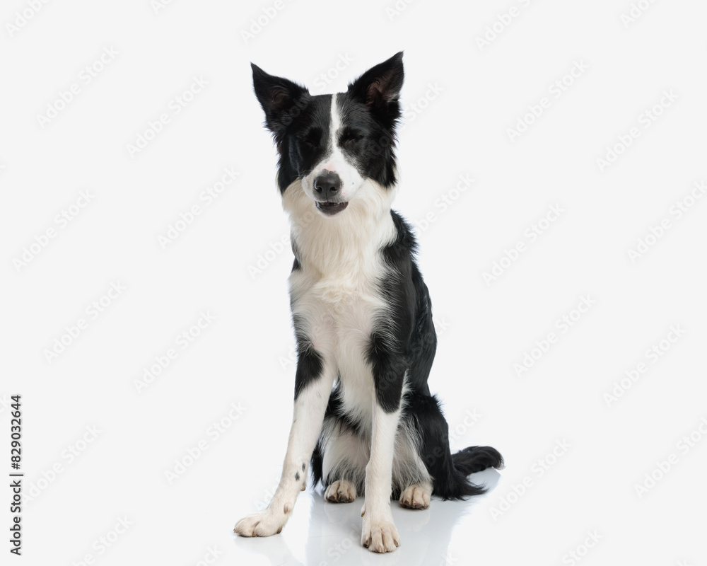 cute border collie dog closing eyes and sitting cute border collie dog closing eyes and sitting