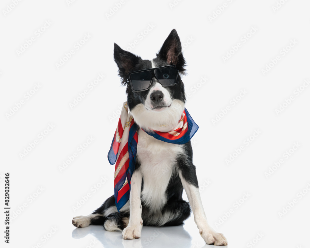 cool fashion border collie puppy with sunglasses and scarf sitting cool fashion border collie puppy with sunglasses and scarf sitting