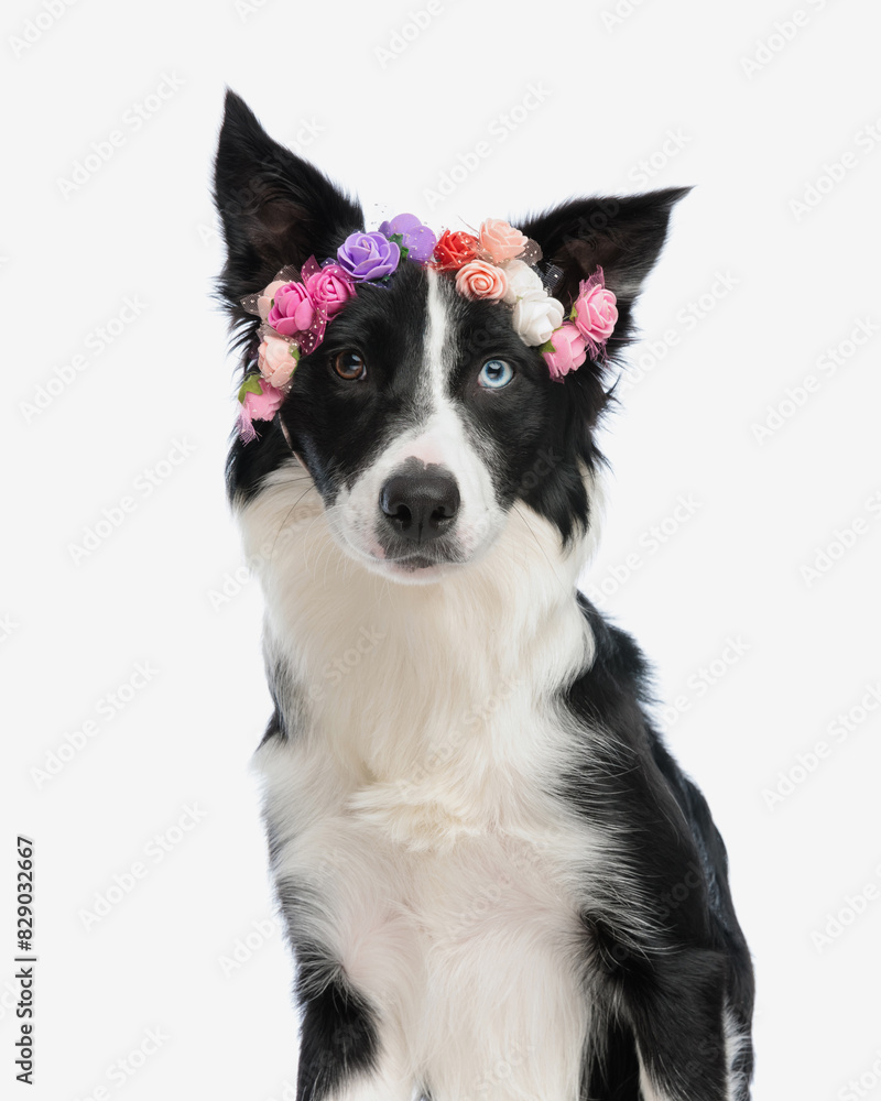 portrait of beautiful border collie dog with flowers headband looking forward portrait of beautiful border collie dog with flowers headband looking forward