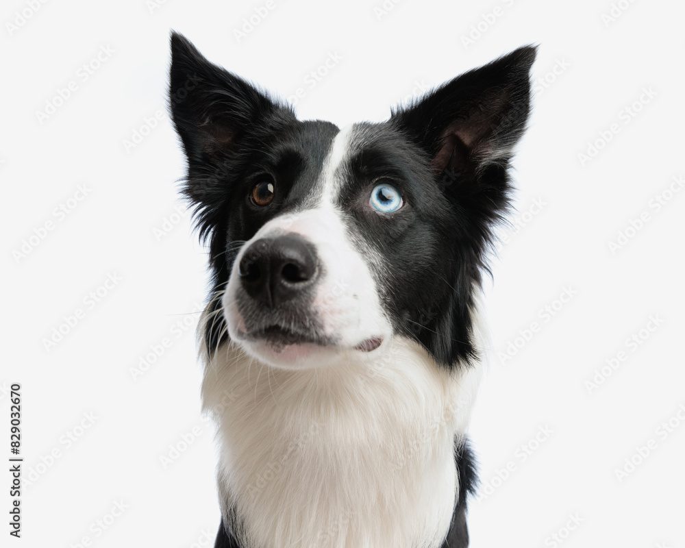 portrait of adorable border collie dog looking up and being curious portrait of adorable border collie dog looking up and being curious
