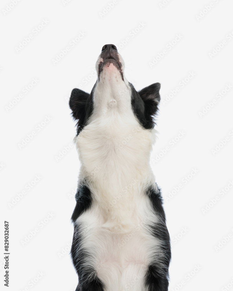 curious beautiful border collie dog looking up and being curious curious beautiful border collie dog looking up and being curious