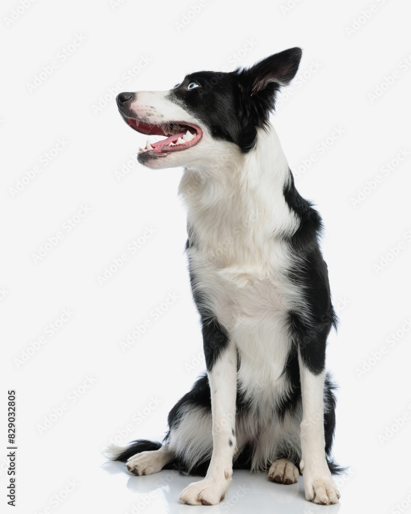adorable border collie dog looking to side and panting adorable border collie dog looking to side and panting